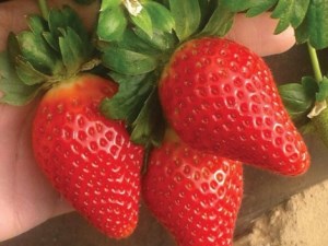 Ground breaking: the robot that picks strawberries  article image